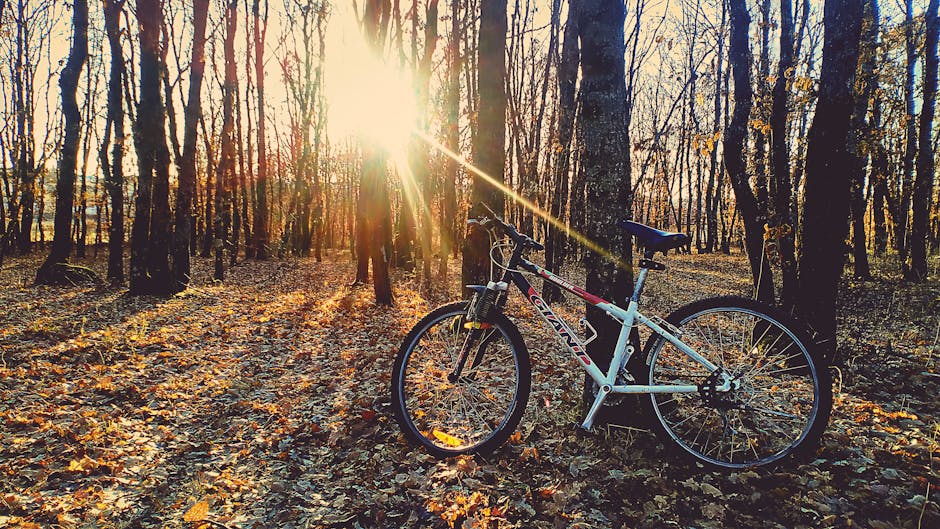 A bicycle rests in a sunlit clearing of a serene autumn forest.
